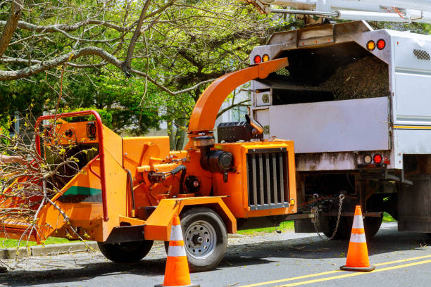Leaf Removal in San Martin, CA