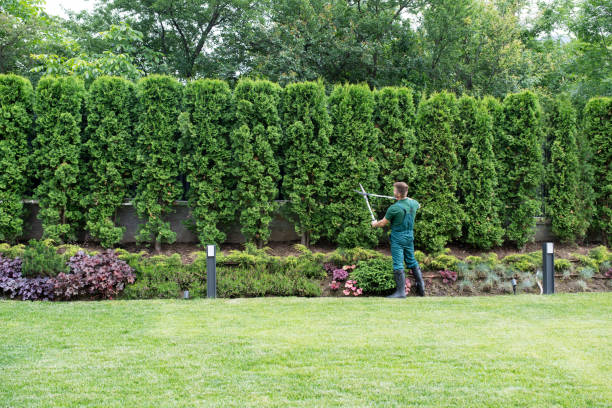 Trusted San Martin, CA Tree Services Experts